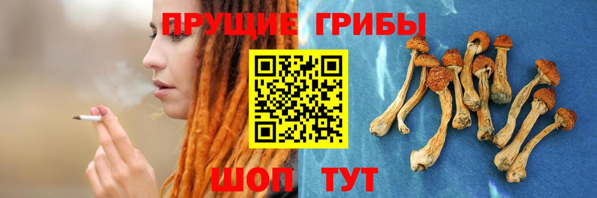 Псилоцибиновые грибы GOLDEN TEACHER  Вход с VPN  Курган  Псилоцибиновые грибы прущие грибы 